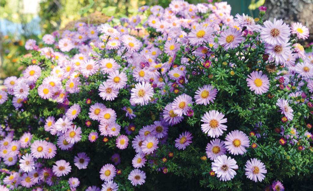 Aster