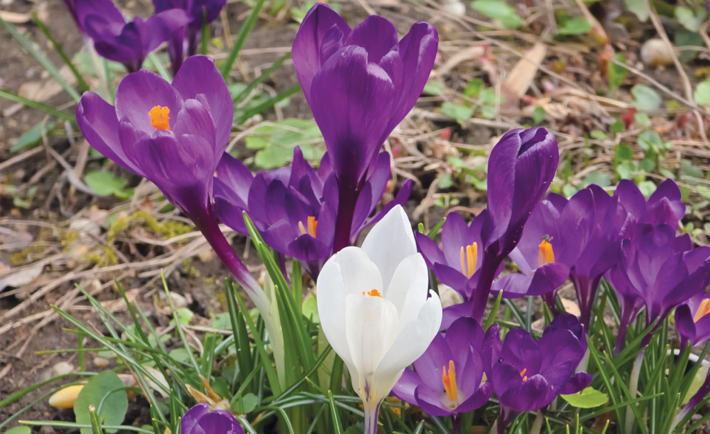 Crocus