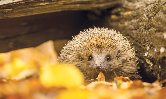 Hedgehog