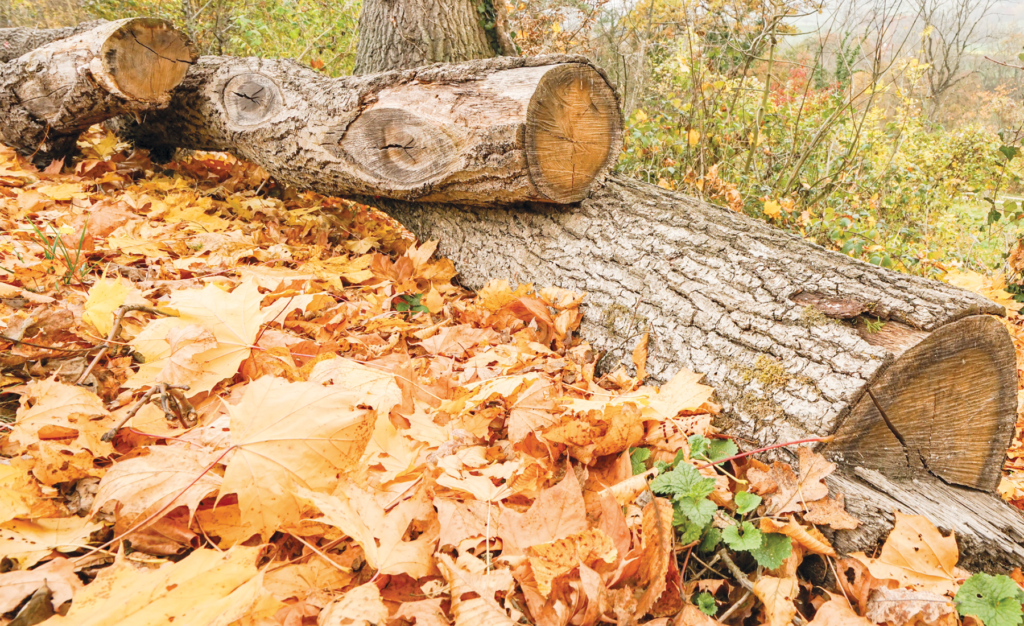 Leaves And Logs
