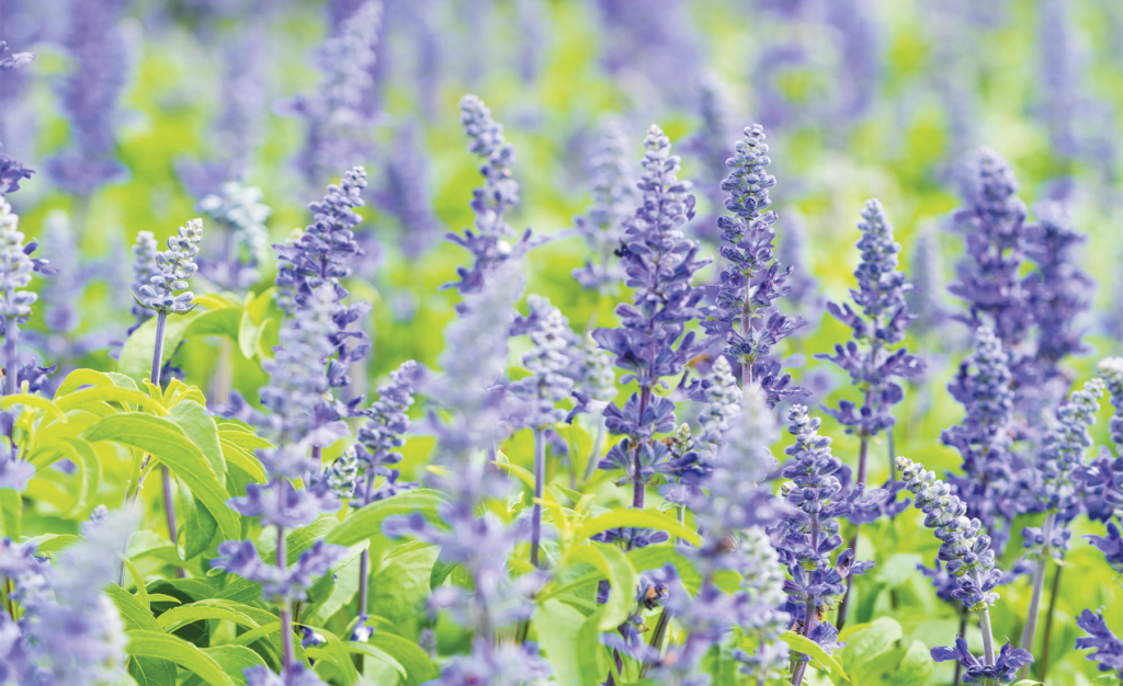 Salvia