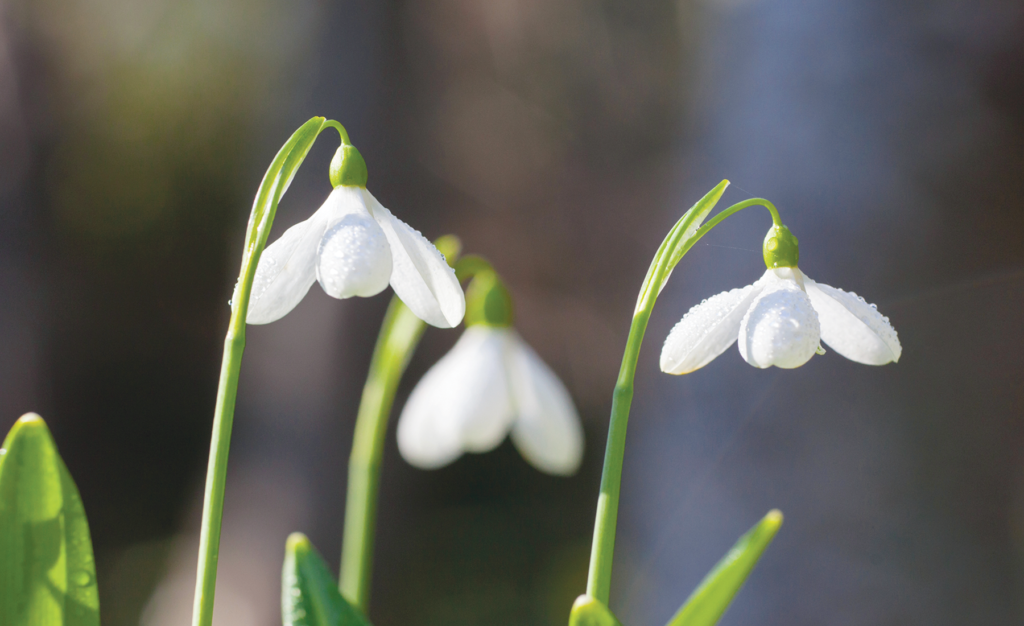 Snowdrops